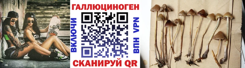 Купить где  Октябрьский  Псилоцибиновые грибы мицелий 